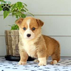 Pembroke Welsh Corgi Puppies For Sale - Greenfield Puppies