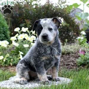 Blue Heeler Puppies For Sale - Greenfield Puppies