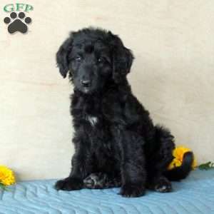 Bordoodle Puppies for Sale | Greenfield Puppies