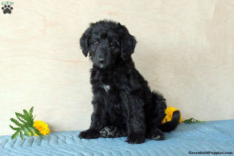 Bonnie - Bordoodle Puppy For Sale In Pennsylvania