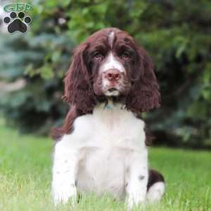 English Springer Spaniel Puppies for Sale | Greenfield Puppies