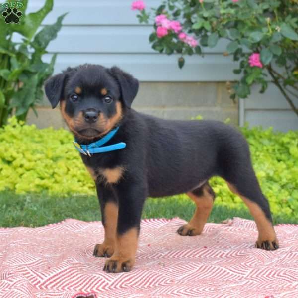 Brookie - Rottweiler Puppy For Sale In Pennsylvania