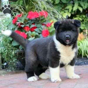 Akita Puppies for Sale - Greenfield Puppies