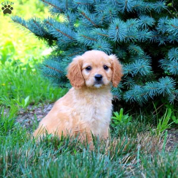 Bunnie, Miniature Golden Retriever Puppy
