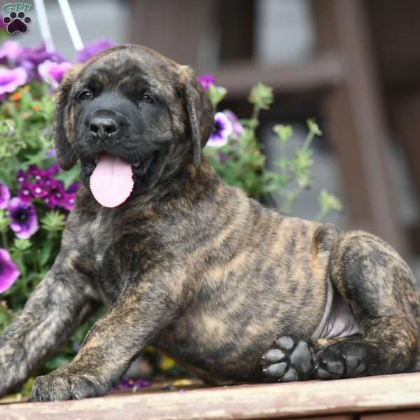 Burbon, English Mastiff Puppy