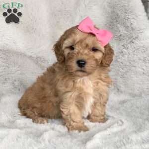 Forever Puppies for Sale | Greenfield Puppies