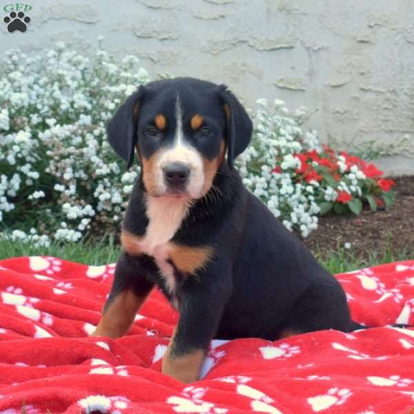 Cali, Greater Swiss Mountain Dog Puppy