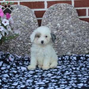 Cara, Miniature Poodle Puppy