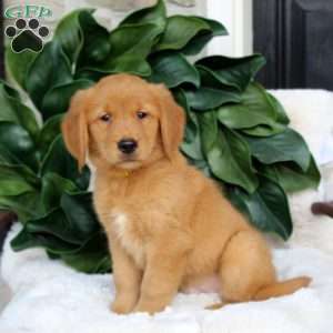 Sam Stoltzfus - Greenfield Puppies