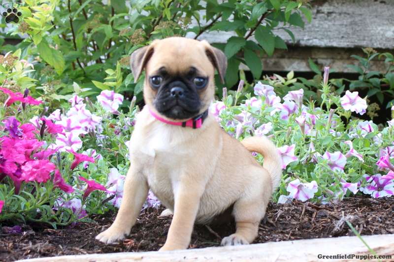 Cinnamon Jug Puppy For Sale in Pennsylvania
