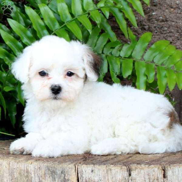 Cody, Havachon Puppy