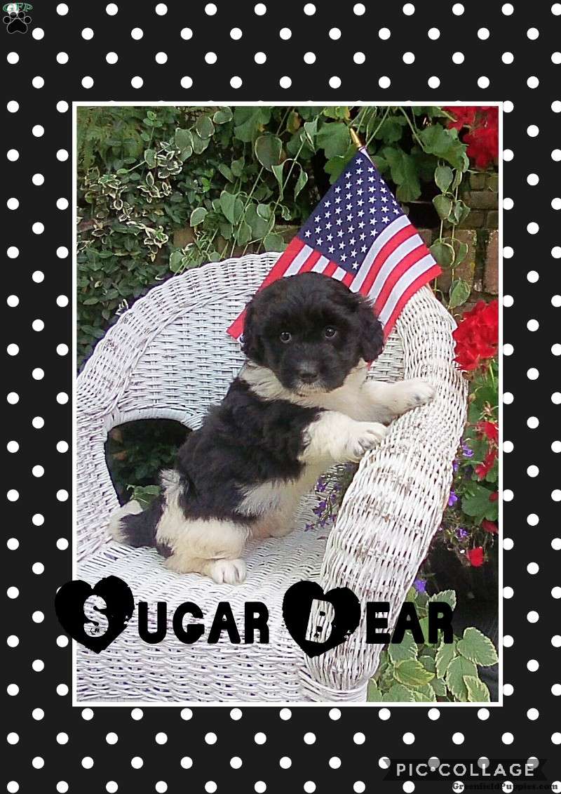 what is a sugar bear puppy