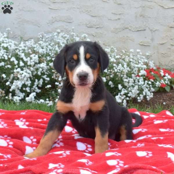 Colt, Greater Swiss Mountain Dog Puppy