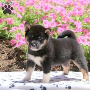 Shiba Inu Puppies For Sale | Greenfield Puppies