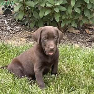 Puppies for Sale Under $500 - Price Under $500 | Greenfield Puppies