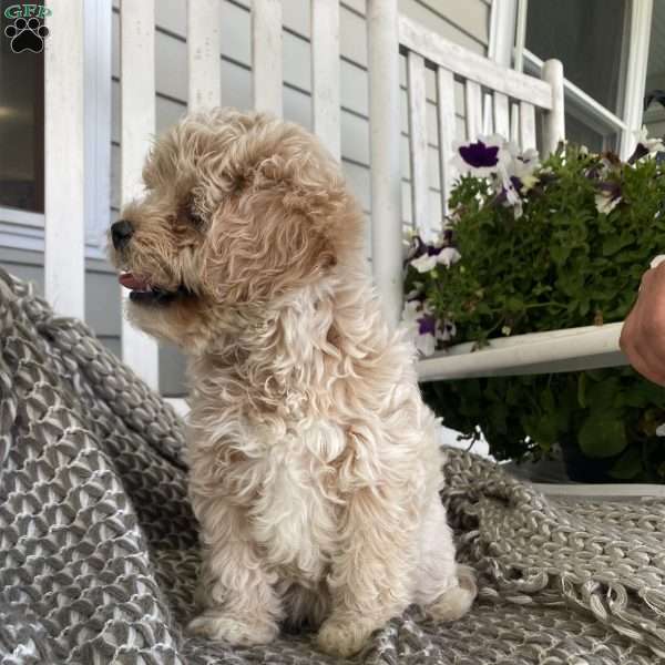 Graceful, Cavalier King Charles Mix Puppy