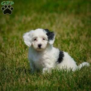 Puppies for Sale Under $500 - Price Under $500 | Greenfield Puppies