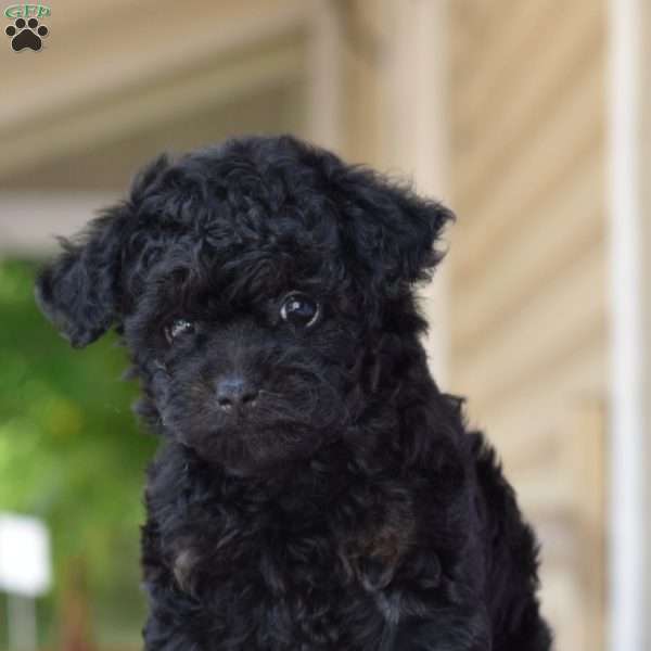 Maggie, Toy Poodle Puppy
