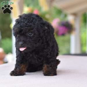Maggie, Toy Poodle Puppy