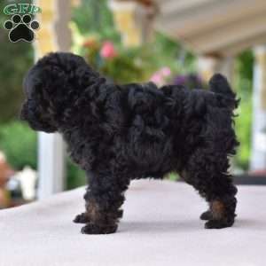 Maggie, Toy Poodle Puppy