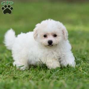 Shih-Poo Puppies For Sale | Greenfield Puppies