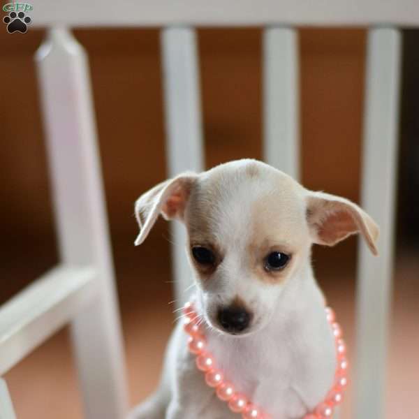 Barney, Chihuahua Puppy