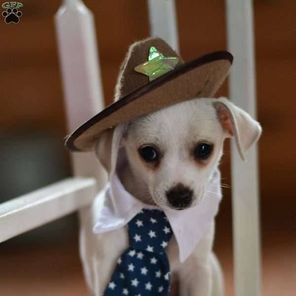 fuzzypaws, Chihuahua Puppy