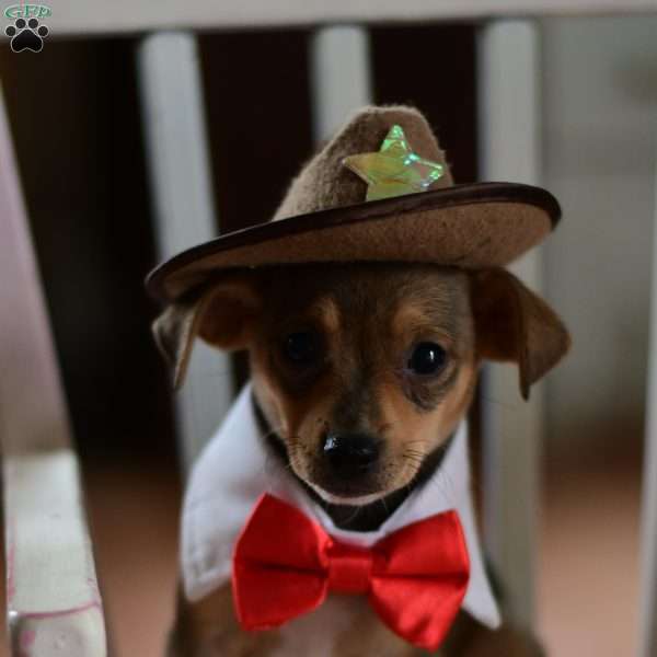 Timmy, Chihuahua Puppy