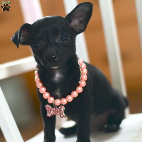 Sally, Chihuahua Puppy