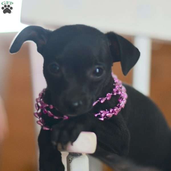 Sarah, Chihuahua Puppy