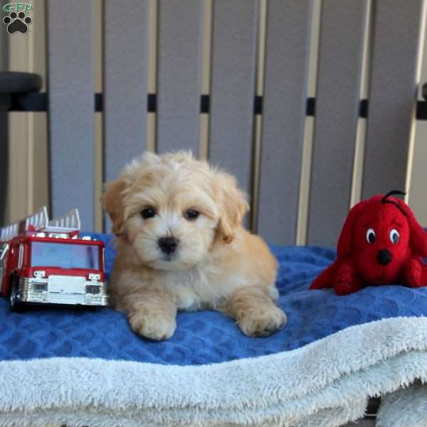 Danny, Maltese Mix Puppy