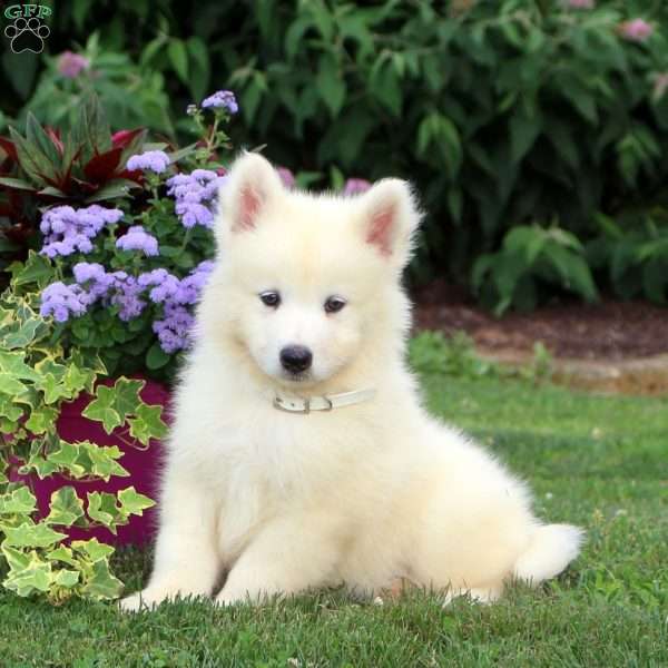 Dixie, Samoyed Puppy