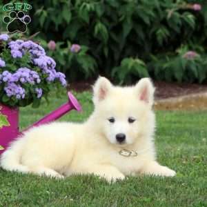 Dixie, Samoyed Puppy