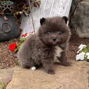 Pomeranian Puppies For Sale - Greenfield Puppies