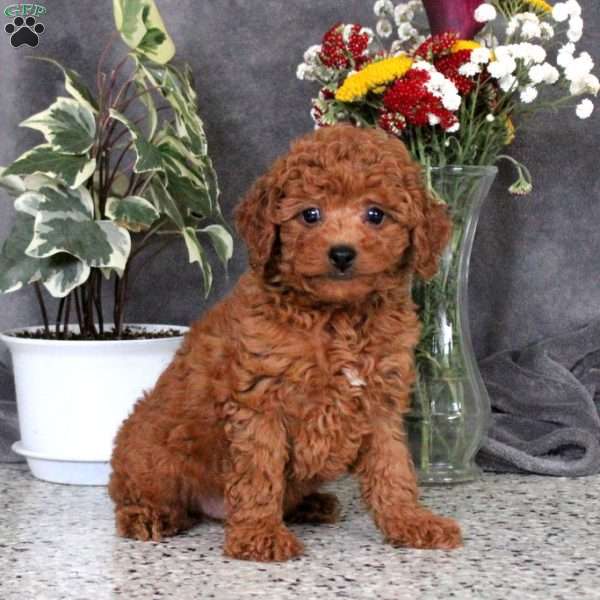 Toy poodle shop greenfield puppies