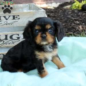 Cavalier King Charles Spaniel Puppies for Sale