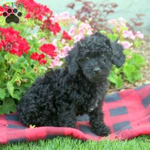 Miniature Poodle Mix Puppies For Sale | Greenfield Puppies