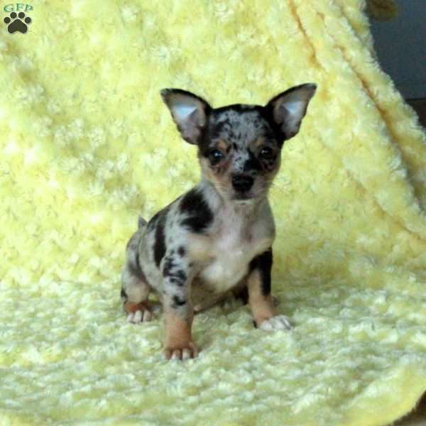 Georgie, Chihuahua Puppy