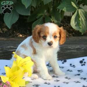 Cavalier King Charles Spaniel Puppies for Sale