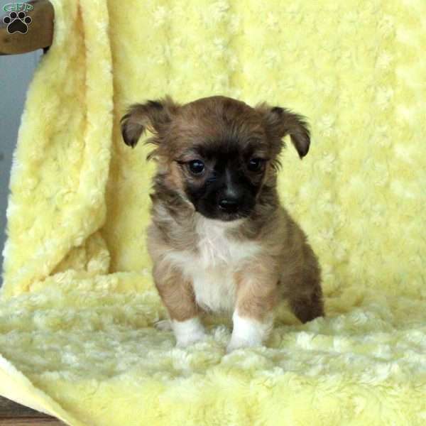 Ginny, Chihuahua Puppy