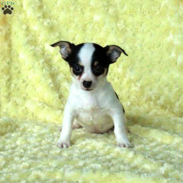 Glenn, Chihuahua Puppy