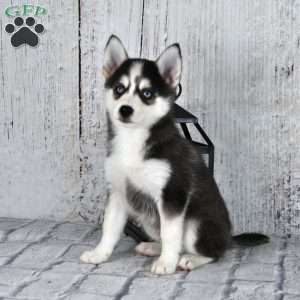 Pomsky Puppies For Sale - Greenfield Puppies