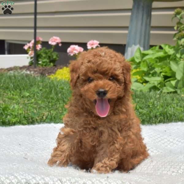 Toy poodle greenfield puppies sale