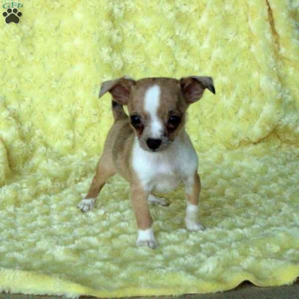 Hoagie, Chihuahua Puppy