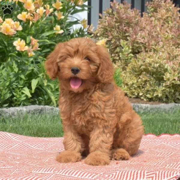 Hudson Cavapoo Puppy For Sale in Pennsylvania