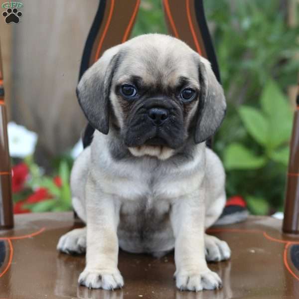 Archie, Puggle Puppy