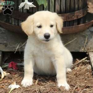 Labrador Mix Puppies For Sale | Greenfield Puppies
