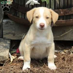 Labrador Mix Puppies For Sale | Greenfield Puppies
