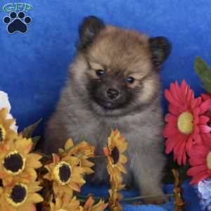 Pomeranian Puppies For Sale - Greenfield Puppies