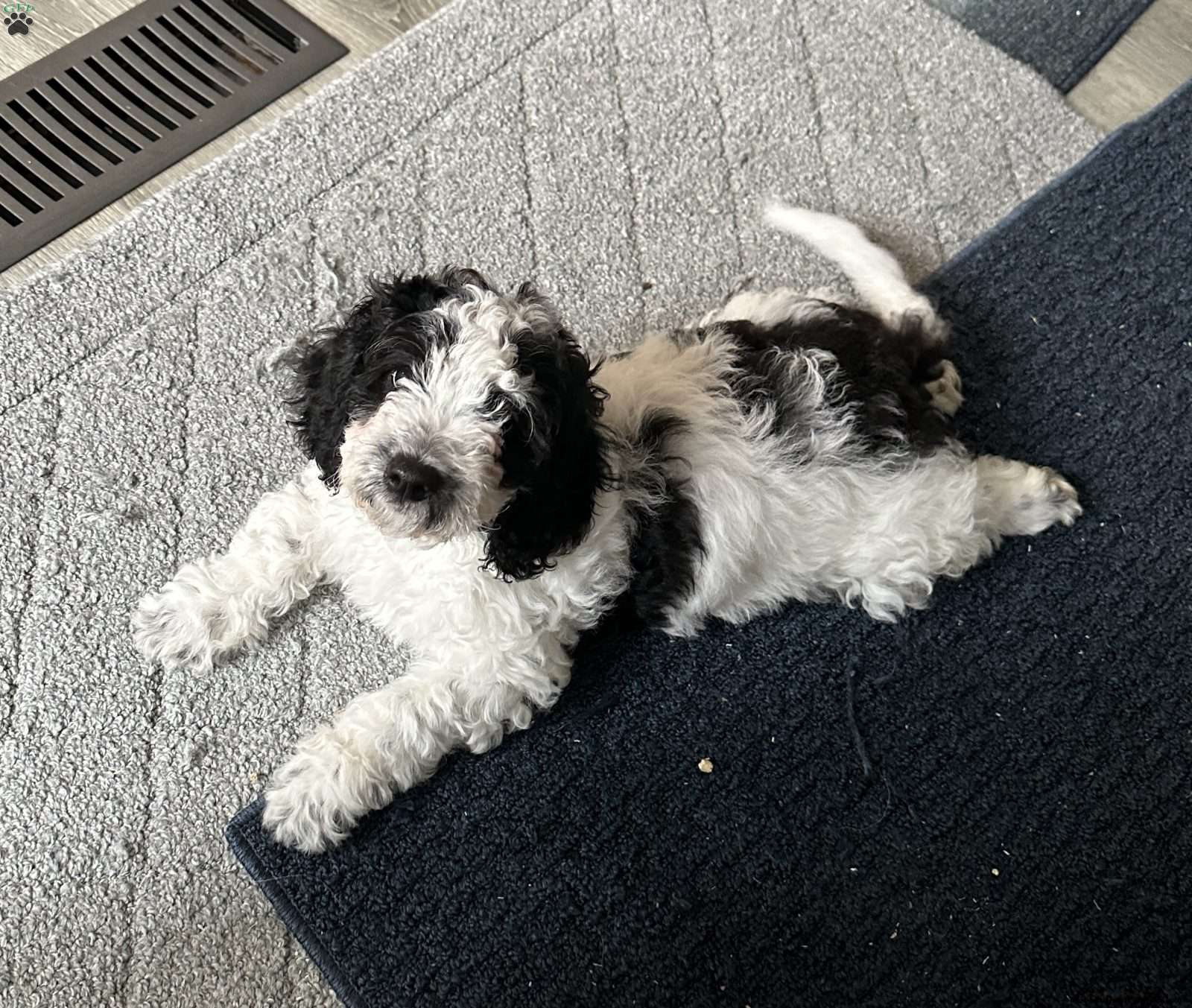 Figaro Bichon Mix Puppy For Sale in New York